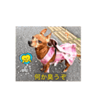 イタグレとミニピンNo.1（個別スタンプ：16）