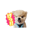 マメすけ 第2弾（個別スタンプ：4）