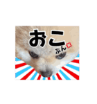 マメすけ 第2弾（個別スタンプ：6）