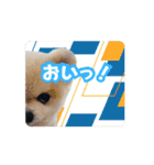 マメすけ 第2弾（個別スタンプ：8）