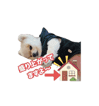 マメすけ 第2弾（個別スタンプ：9）