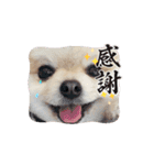 マメすけ 第2弾（個別スタンプ：11）