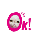 おしゃべり大好きいぬねこファミリー（個別スタンプ：1）