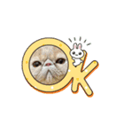 おしゃべり大好きいぬねこファミリー（個別スタンプ：3）