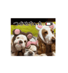 おしゃべり大好きいぬねこファミリー（個別スタンプ：6）