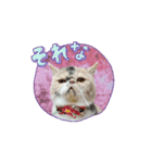 おしゃべり大好きいぬねこファミリー（個別スタンプ：7）