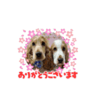 おしゃべり大好きいぬねこファミリー（個別スタンプ：8）