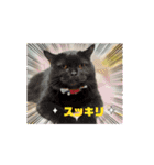 おしゃべり大好きいぬねこファミリー（個別スタンプ：11）