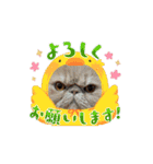 おしゃべり大好きいぬねこファミリー（個別スタンプ：12）