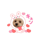 STELLA犬（個別スタンプ：1）
