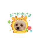 STELLA犬（個別スタンプ：2）