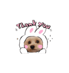 STELLA犬（個別スタンプ：3）