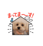 STELLA犬（個別スタンプ：4）