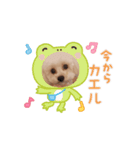 STELLA犬（個別スタンプ：6）
