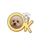 STELLA犬（個別スタンプ：7）