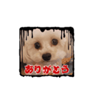STELLA犬（個別スタンプ：8）