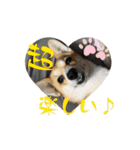 コーギー恋暖(こはる)の素タンプ（個別スタンプ：10）
