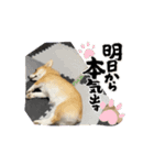 コーギー恋暖(こはる)の素タンプ（個別スタンプ：14）