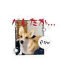 コーギー恋暖(こはる)の素タンプ（個別スタンプ：16）