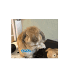 うさぎと暮らす生活（個別スタンプ：2）