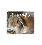 うさぎと暮らす生活（個別スタンプ：4）