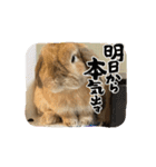 うさぎと暮らす生活（個別スタンプ：5）