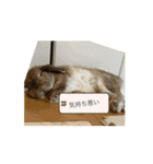うさぎと暮らす生活（個別スタンプ：7）