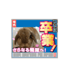 うさぎと暮らす生活（個別スタンプ：8）