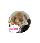 うさぎと暮らす生活（個別スタンプ：9）