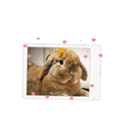 うさぎと暮らす生活（個別スタンプ：12）