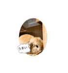 うさぎと暮らす生活（個別スタンプ：15）
