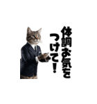 【敬語】スーツを着た猫たち（個別スタンプ：4）