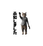 【敬語】スーツを着た猫たち（個別スタンプ：17）