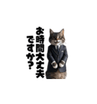 【敬語】スーツを着た猫たち（個別スタンプ：23）