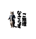 【敬語】スーツを着た猫たち（個別スタンプ：27）