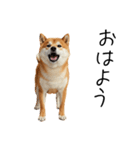 仕事で使える柴犬スタンプ（個別スタンプ：1）
