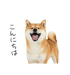 仕事で使える柴犬スタンプ（個別スタンプ：2）