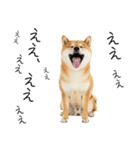 仕事で使える柴犬スタンプ（個別スタンプ：3）
