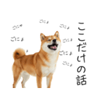 仕事で使える柴犬スタンプ（個別スタンプ：10）