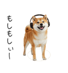 仕事で使える柴犬スタンプ（個別スタンプ：11）