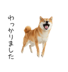 仕事で使える柴犬スタンプ（個別スタンプ：12）