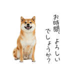 仕事で使える柴犬スタンプ（個別スタンプ：17）