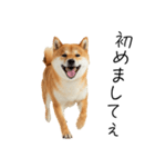仕事で使える柴犬スタンプ（個別スタンプ：26）