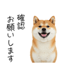 仕事で使える柴犬スタンプ（個別スタンプ：29）