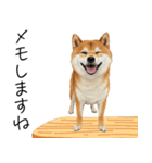 仕事で使える柴犬スタンプ（個別スタンプ：36）
