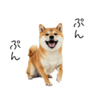 仕事で使える柴犬スタンプ（個別スタンプ：37）