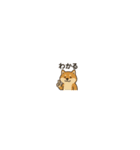 まいにち柴犬くん（個別スタンプ：20）
