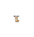 まいにち柴犬くん2（個別スタンプ：1）