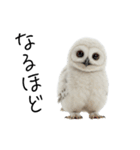 あると助かるメンフクロウのヒナスタンプ（個別スタンプ：5）