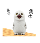 あると助かるメンフクロウのヒナスタンプ（個別スタンプ：7）